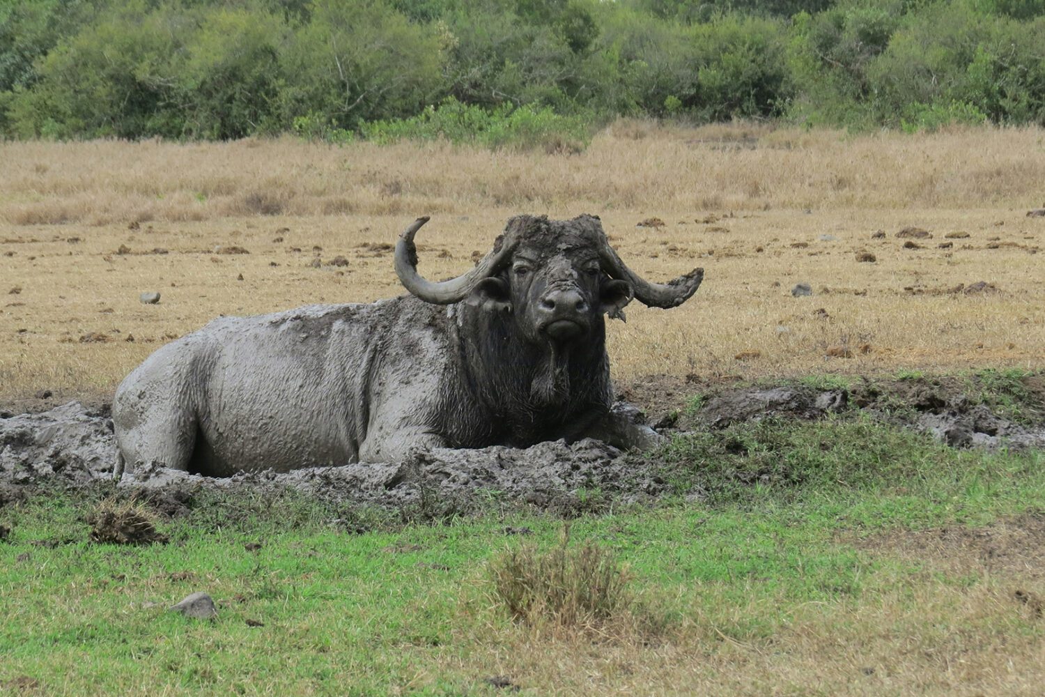 Buffalo Spotted during an Ol Pejeta Conservancy Safaris