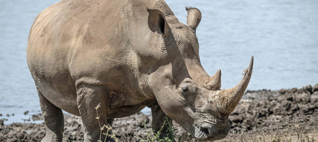 Rhino spotted during a 2-Day Ol Pejeta Conservancy Safari