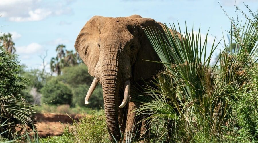 An Elephant capture in Samburu National Reserve