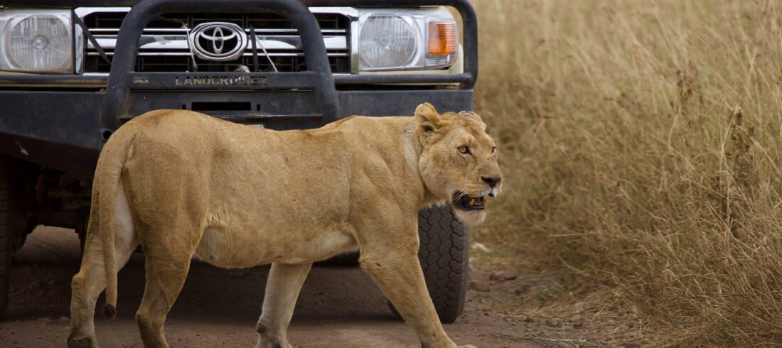 Lion infront of a jeep during 6 Day Safari Tours