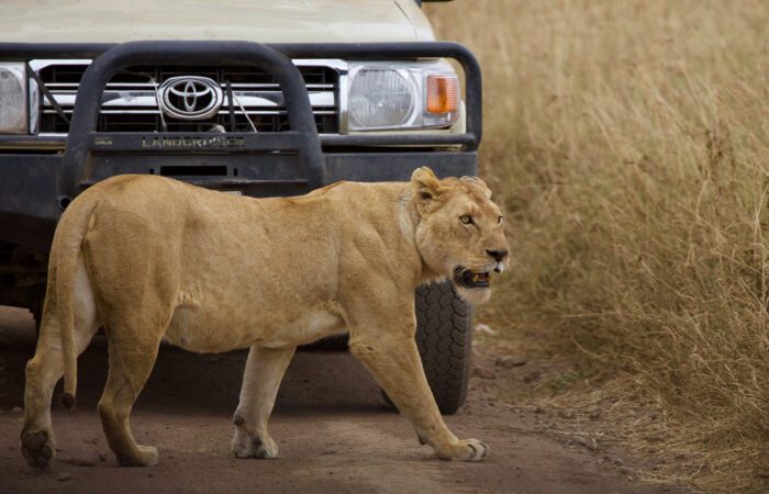 Lion infront of a jeep during 6 Day Safari Tours