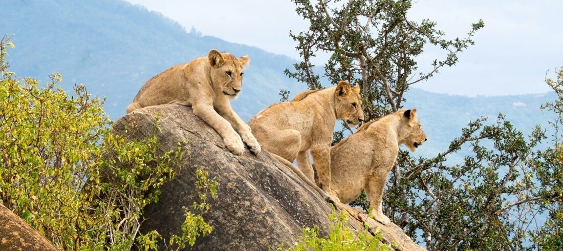 Lions at Tsavo West National Park
