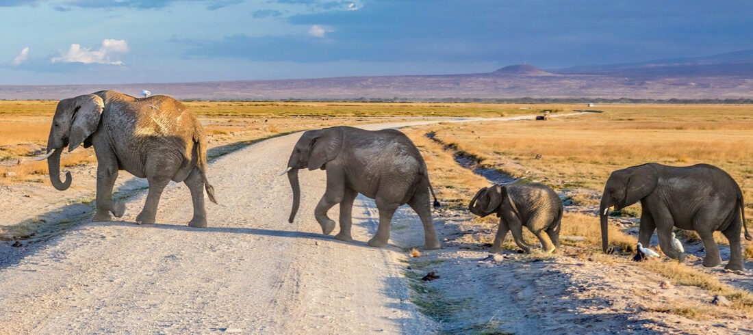 Elephants Crossing the road during an Amboseli Safari