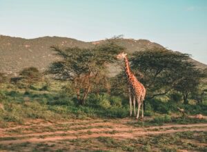 reticulated Giraffe Special Five