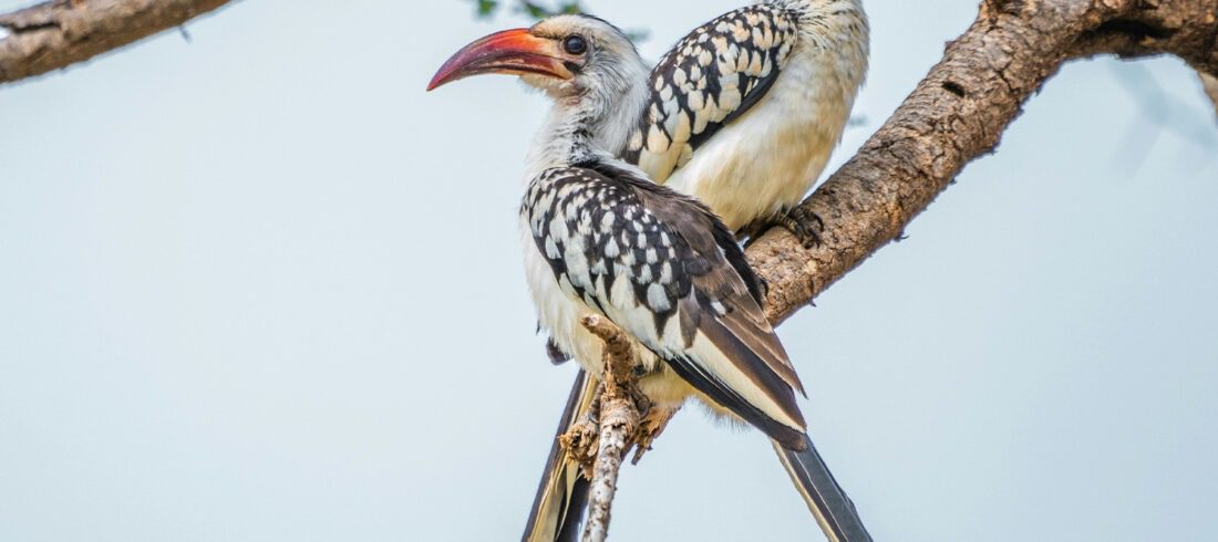 Hornbill at Shaba National Reserve