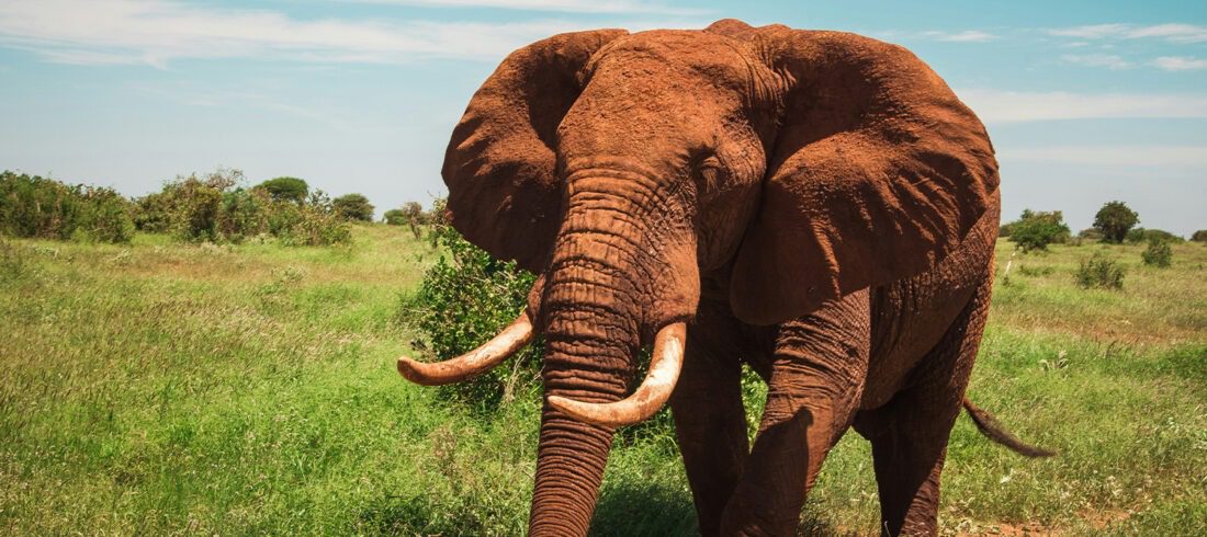 Red Elephant Spotted during a 2-Day Tsavo East Safari from Mombasa in a 4x4 Jeep
