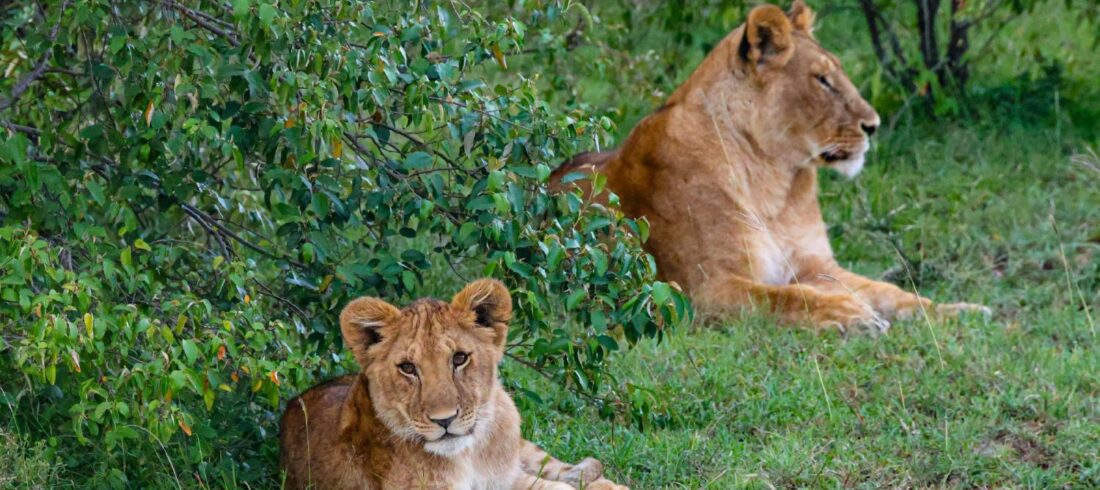 Lions spotted on a 12 Day Honeymoon Safari in Kenya