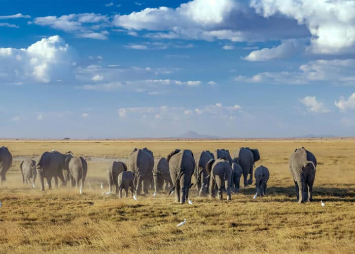 Amboseli