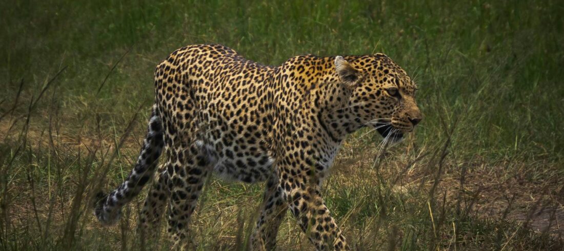 Leopard one of the Big Five Animals walking in Masai Mara