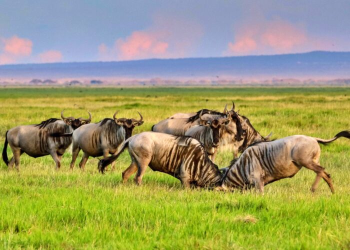 National Parks in Kenya