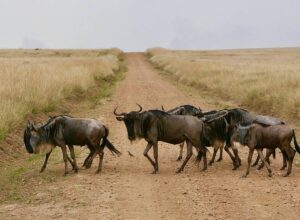 6-Day Kenya Safari