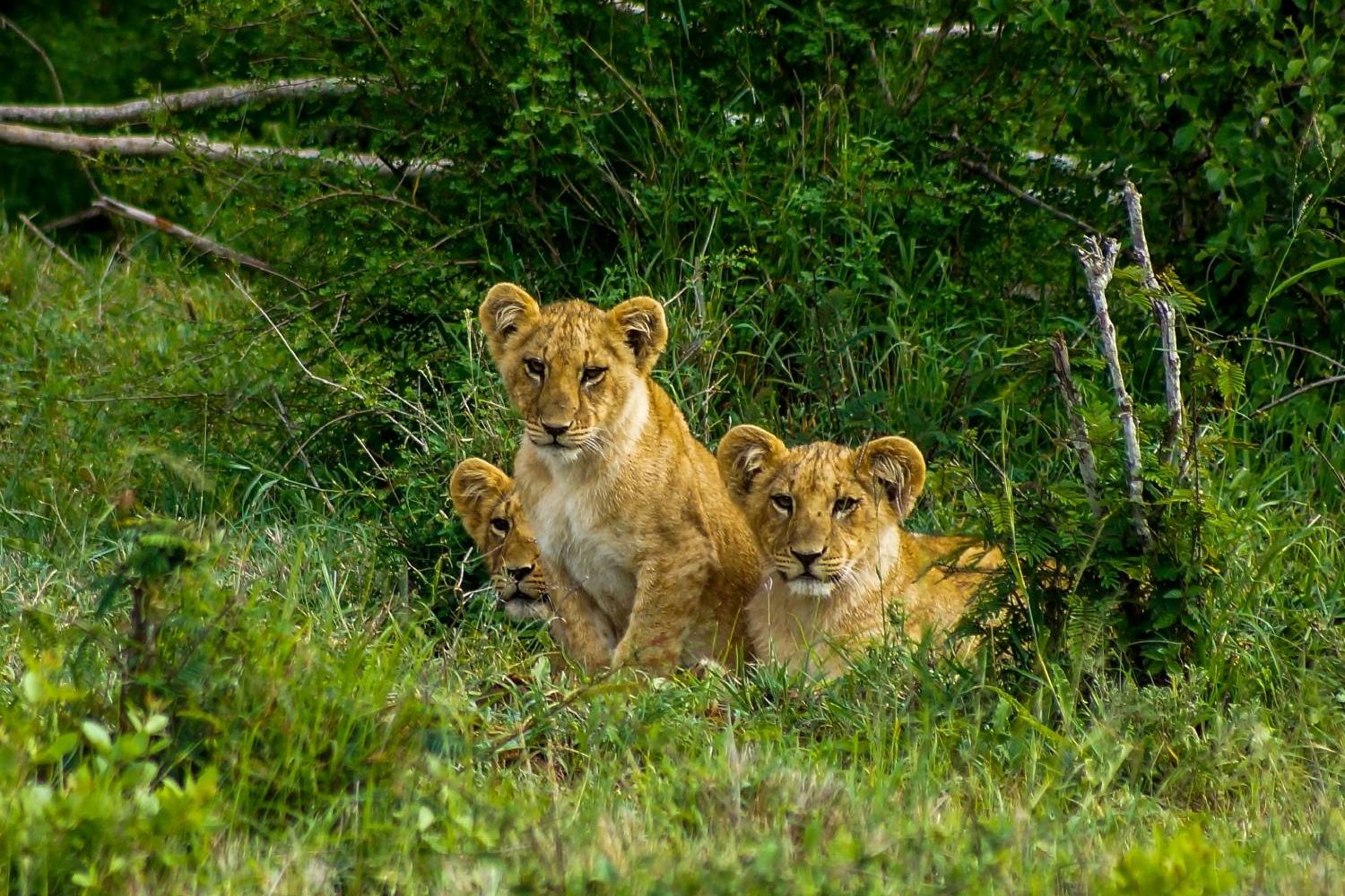 Masai Mara Kenya Safari
