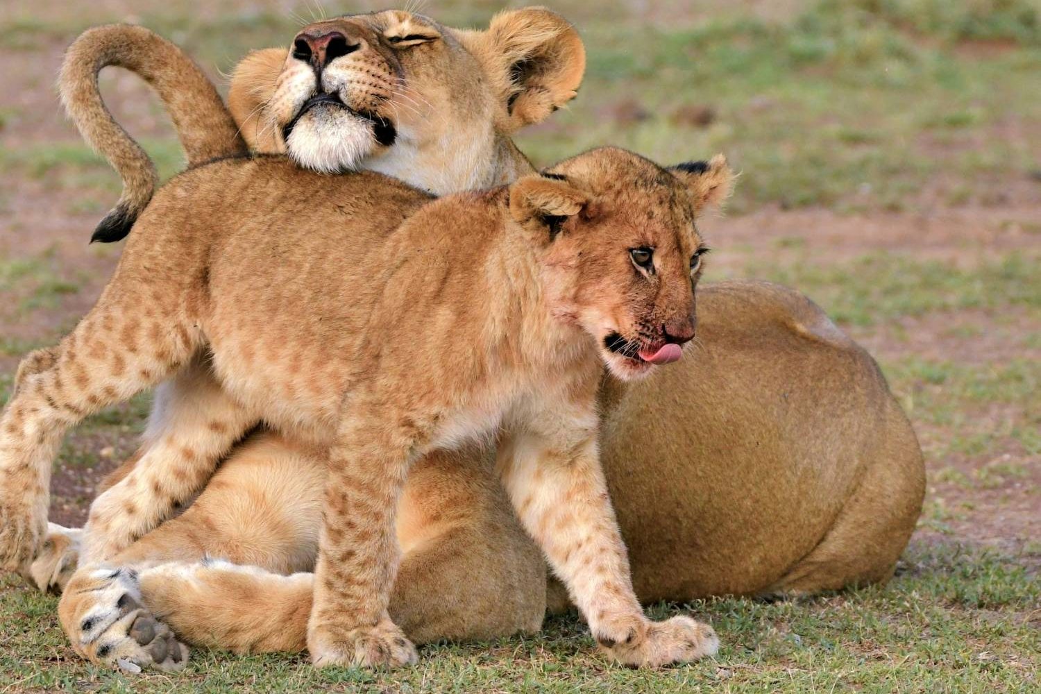 Lions Spotted a Masai Mara Luxury Safari