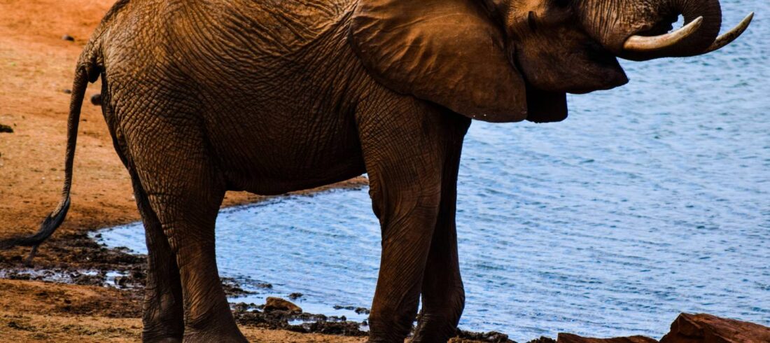 3-Day Tsavo East Safari in a 4X4 Jeep