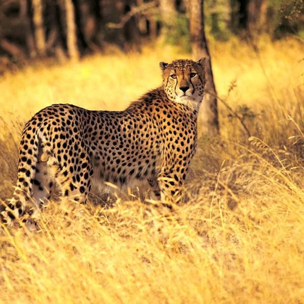 Cheetah at Enonkishu Conservancy one of the Top 10 conservancies in the Masai Mara
