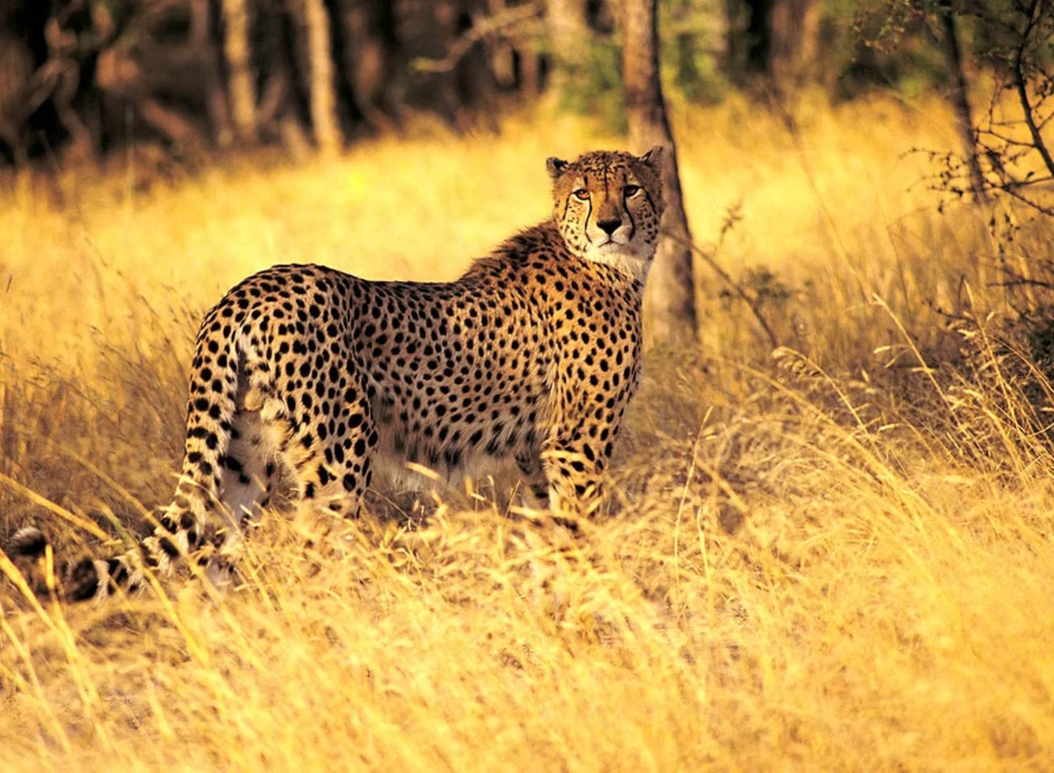 Cheetah at Enonkishu Conservancy