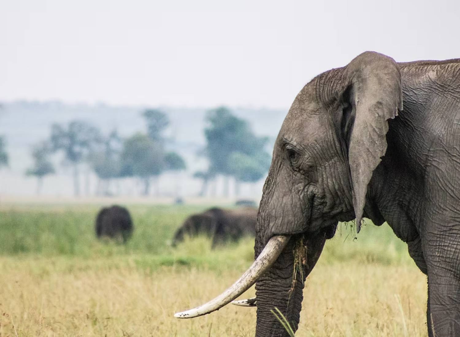 Elepant at Enonkishu Conservancy