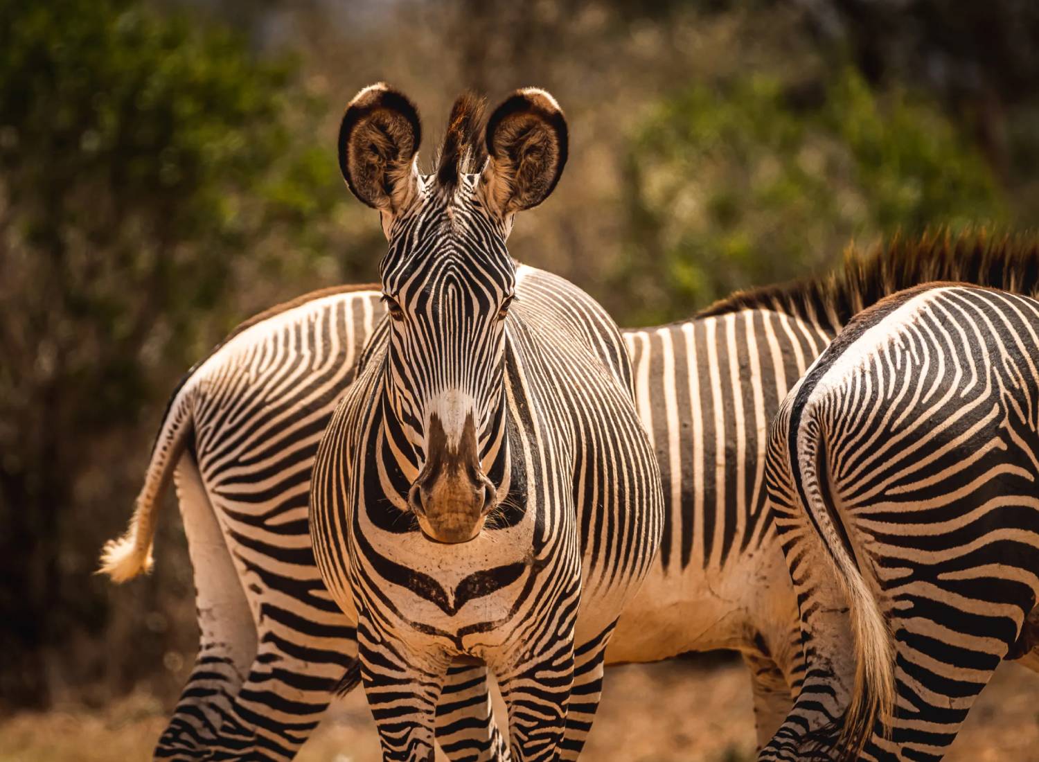 Grevy Zebra at Sosian Wildlife Conservancy