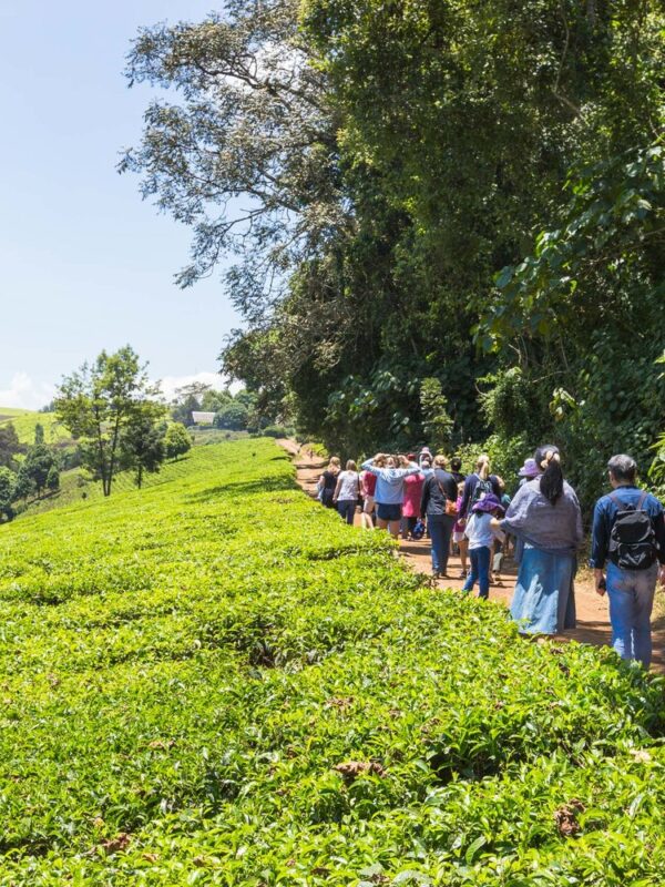 Guest enjoying the Kiambethu Tea Farm Tour From Nairobi