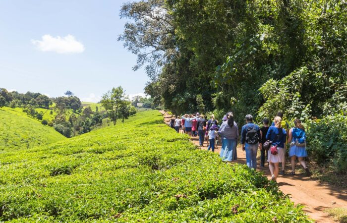 Guest enjoying the Kiambethu Tea Farm Tour From Nairobi