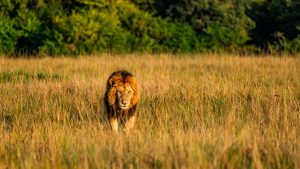 Lion at Lemek during a one of Best Masai Mara conservancies
