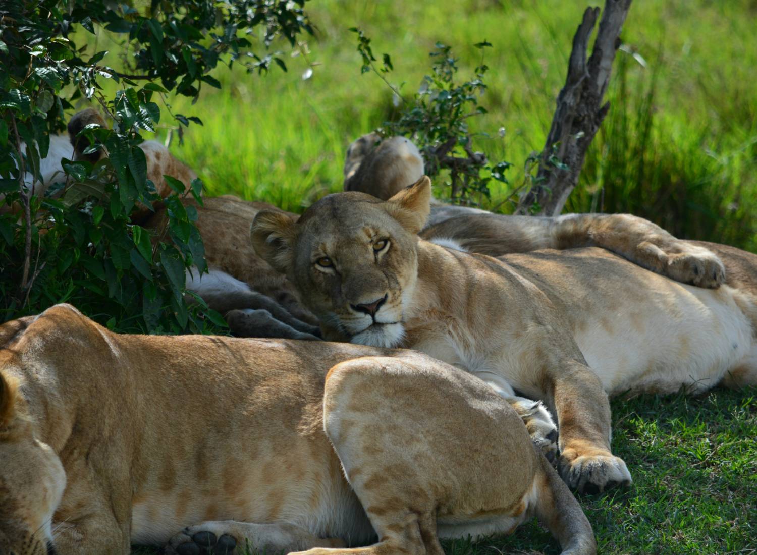 Lions Resting at Lolldaiga Hills Conservancy