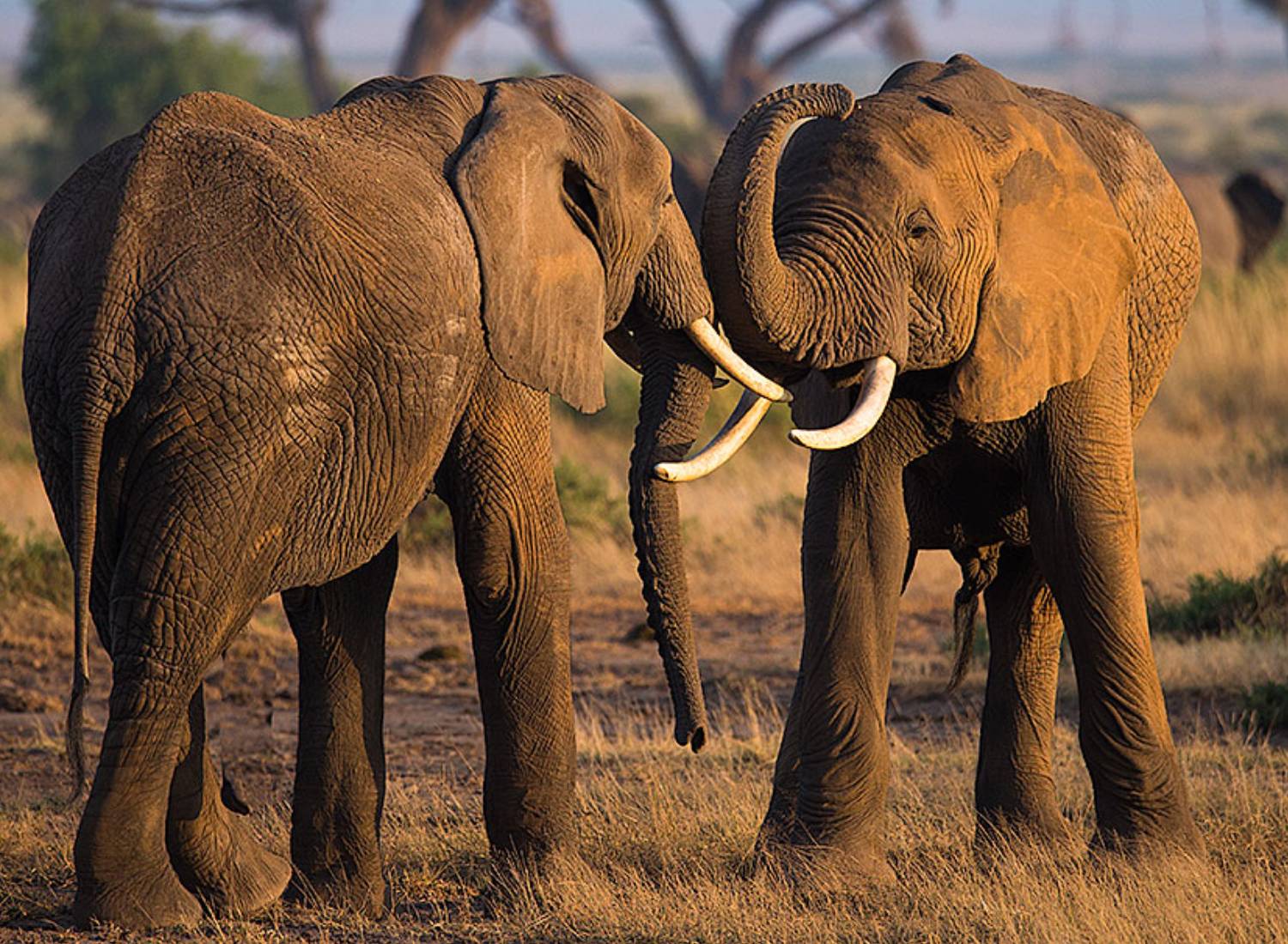 Elephants at Naboisho Conservancy