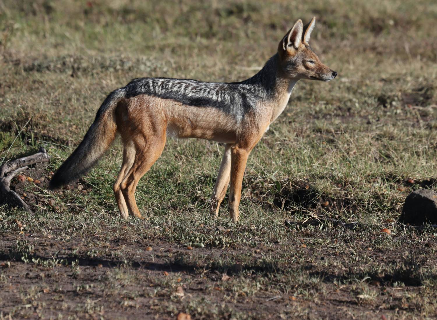 Jackal at Ol Kinyei Conservancy