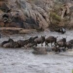 The Wildebeests Migration happening at Mara River