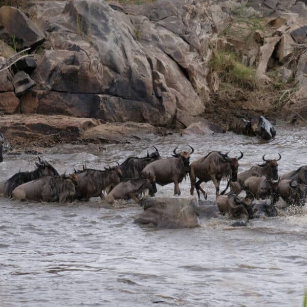 The Wildebeests Migration happening at Mara River