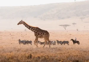Luxury Safari Activities in Kenya and What They Cost
