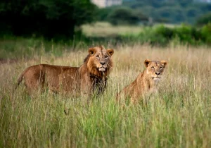 Lions spotted on a Nairobi Layover tour / Safari