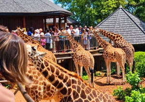 Things to Do in Nairobi on a Layover