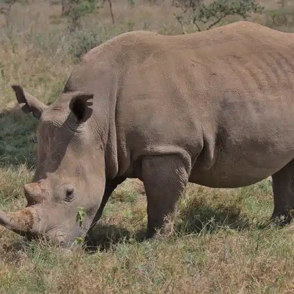 Things to Do in Nairobi on a Layover