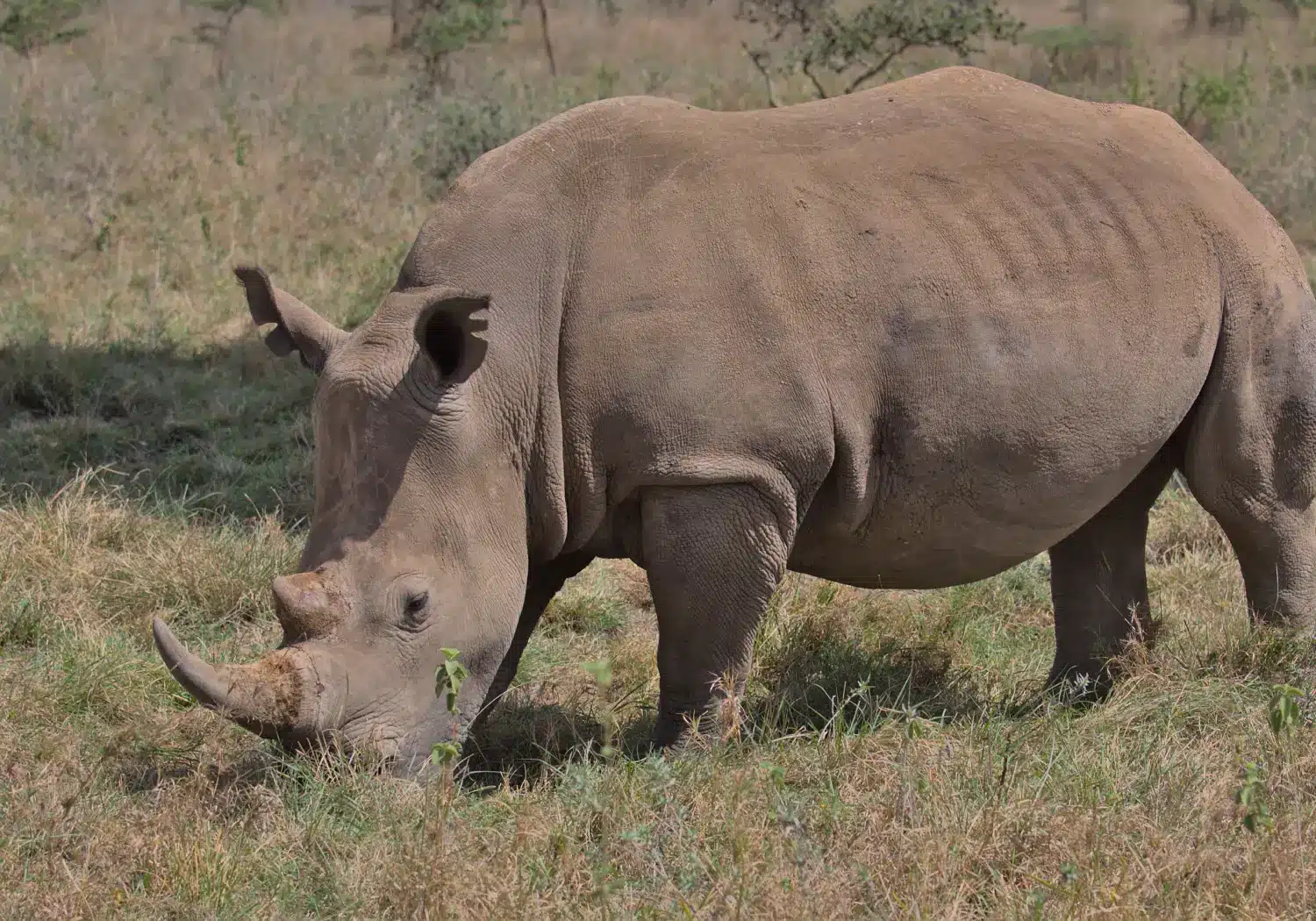 Things to Do in Nairobi on a Layover Things to Do in Nairobi on a Layover